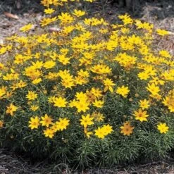 Coreopsis Verticillata 'Zagreb' -Garden Bloomy Shop x600 13711