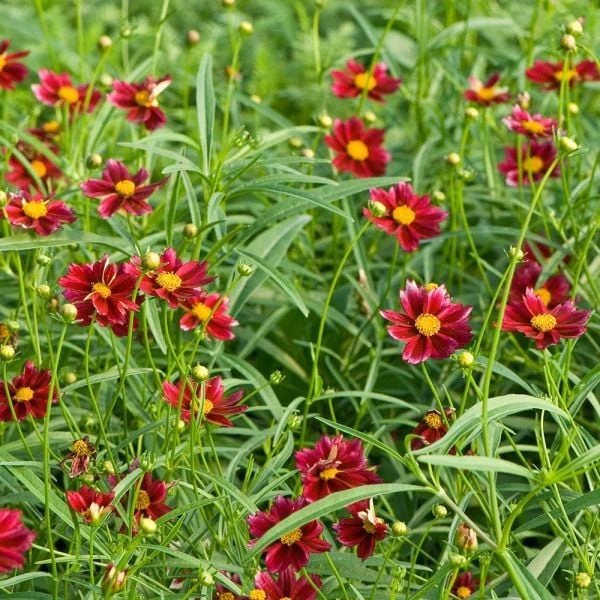 Coreopsis Big Bang™ 'Mercury Rising' 3 Coreopsis Big Bang™ 'Mercury Rising'
