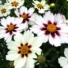 Coreopsis Big Bang™ 'Star Cluster' -Garden Bloomy Shop x600 13715