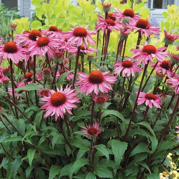 Echinacea Purpurea Prairie Pillars™ 'Merlot' 5 Echinacea Purpurea Prairie Pillars™ 'Merlot' - Image 3
