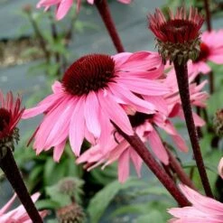 Echinacea Purpurea Prairie Pillars™ 'Merlot' 10 Echinacea Purpurea Prairie Pillars™ 'Merlot' -Garden Bloomy Shop x600 13727