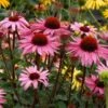 Echinacea Purpurea Prairie Pillars™ 'Merlot' 2 Echinacea Purpurea Prairie Pillars™ 'Merlot' -Garden Bloomy Shop x600 13728
