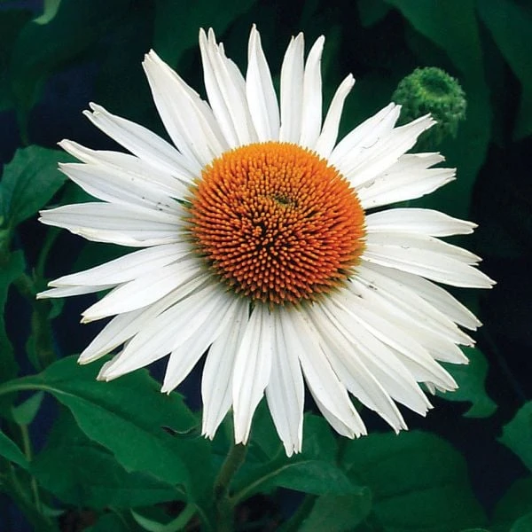 Echinacea Purpurea Prairie Pillars™ 'Fragrant Angel' 3 Echinacea Purpurea Prairie Pillars™ 'Fragrant Angel'