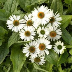 Echinacea Purpurea Prairie Pillars™ 'Fragrant Angel' 6 Echinacea Purpurea Prairie Pillars™ 'Fragrant Angel' -Garden Bloomy Shop x600 13730