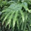 Adiantum Pedatum - Maidenhair Fern 2 Adiantum Pedatum - Maidenhair Fern -Garden Bloomy Shop x600 13734