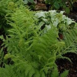 Athyrium Filix-femina - Lady Fern 9 Athyrium Filix-femina - Lady Fern -Garden Bloomy Shop x600 13738