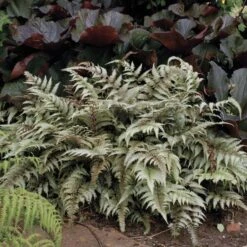 Athyrium Niponicum Var. Pictum - Japanese Painted Fern -Garden Bloomy Shop x600 13740