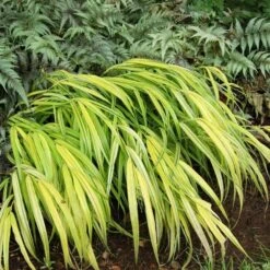 Ornamental Grass: Hakonechloa Macra 'Aureola' -Garden Bloomy Shop x600 13747