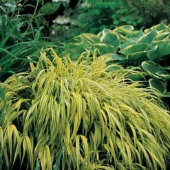 Ornamental Grass: Hakonechloa Macra 'Aureola' -Garden Bloomy Shop x600 13749