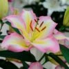 Lilium 'Captain Tricolore' 1 Lilium 'Captain Tricolore' -Garden Bloomy Shop x600 13775