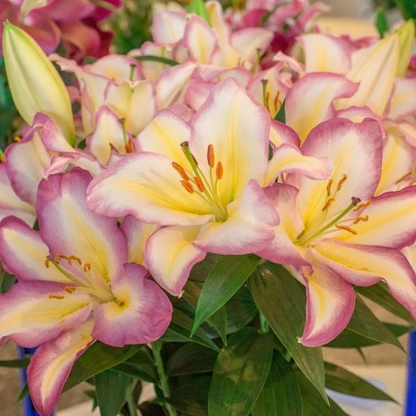 Lilium 'Captain Tricolore' 4 Lilium 'Captain Tricolore' - Image 2