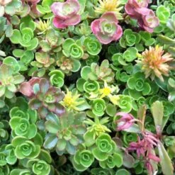 Sedum Tile® Color Splash -Garden Bloomy Shop x600 13798