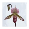 Burgundy Lady's Slipper Orchid In 4½" Ceramic Cachepot