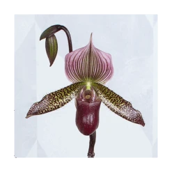 Burgundy Lady's Slipper Orchid In 4½" Ceramic Cachepot