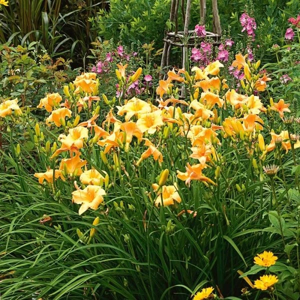 Hemerocallis (Daylily) 'Apricot Sparkles' - Reblooming 4 Hemerocallis (Daylily) 'Apricot Sparkles' - Reblooming - Image 2