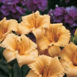 Hemerocallis (Daylily) 'Apricot Sparkles' - Reblooming 8 Hemerocallis (Daylily) 'Apricot Sparkles' - Reblooming -Garden Bloomy Shop x600 13862