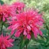 Monarda Didyma 'Coral Reef' 1 Monarda Didyma 'Coral Reef' -Garden Bloomy Shop x600 13890
