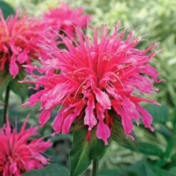 Monarda Didyma 'Coral Reef'
