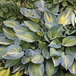 Hosta 'June' -Garden Bloomy Shop x600 13907