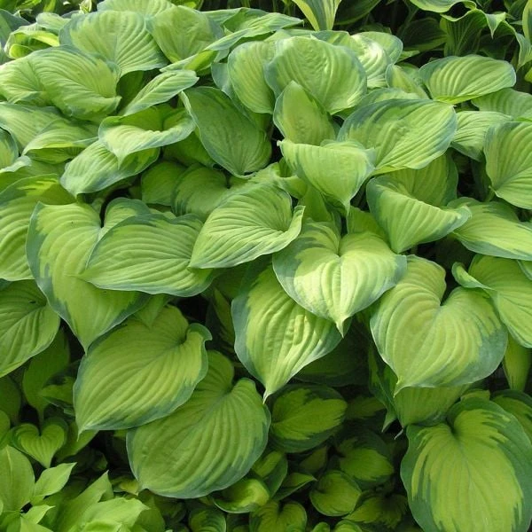 Hosta 'Guacamole' 3 Hosta 'Guacamole'
