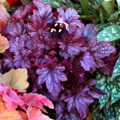 Heuchera 'Shanghai' -Garden Bloomy Shop x600 13954