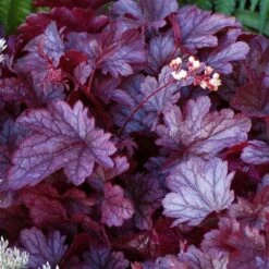 Heuchera 'Shanghai' -Garden Bloomy Shop x600 13955