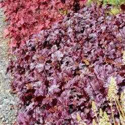 Heuchera 'Shanghai' -Garden Bloomy Shop x600 13956