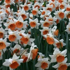 Narcissus 'Chromacolor' -Garden Bloomy Shop x600 14088