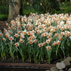 Narcissus 'Chromacolor' -Garden Bloomy Shop x600 14089