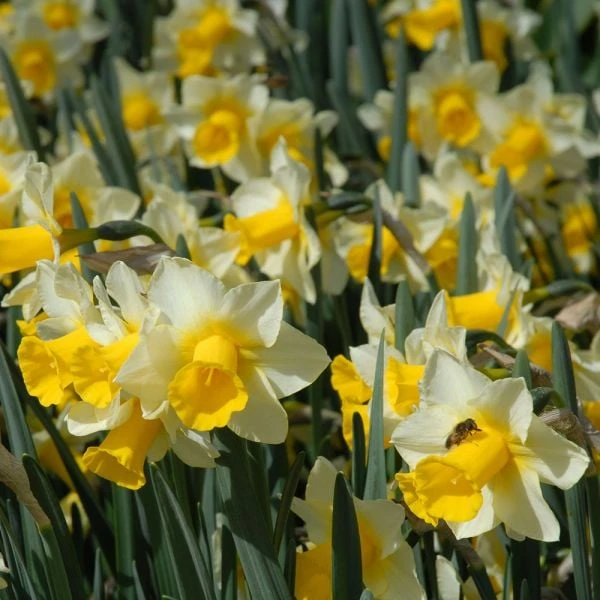 Narcissus 'Golden Echo' 4 Narcissus 'Golden Echo' - Image 2