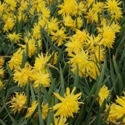 Narcissus 'Rip Van Winkle' -Garden Bloomy Shop x600 14133
