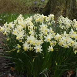 Narcissus 'Sailboat' 6 Narcissus 'Sailboat' -Garden Bloomy Shop x600 14137