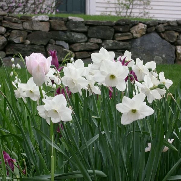 Narcissus 'Stainless' 4 Narcissus 'Stainless' - Image 2