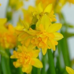 Narcissus 'Tête Bouclé' -Garden Bloomy Shop x600 14146