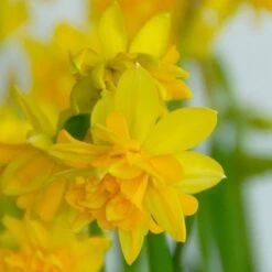 Narcissus 'Tête Bouclé' -Garden Bloomy Shop x600 14147