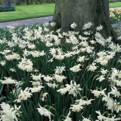 Narcissus 'Thalia' -Garden Bloomy Shop x600 14150