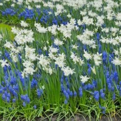 Narcissus 'Thalia' -Garden Bloomy Shop x600 14151