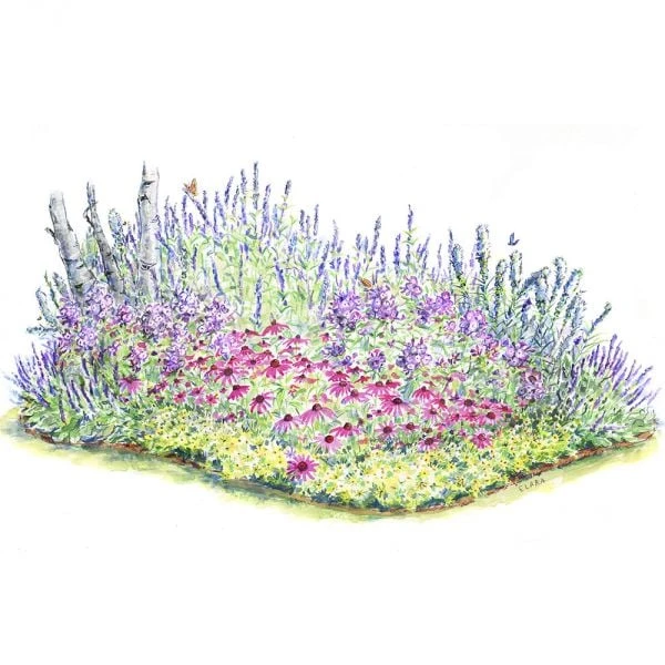 Pollinator Garden For Sun 4 Pollinator Garden For Sun - Image 2