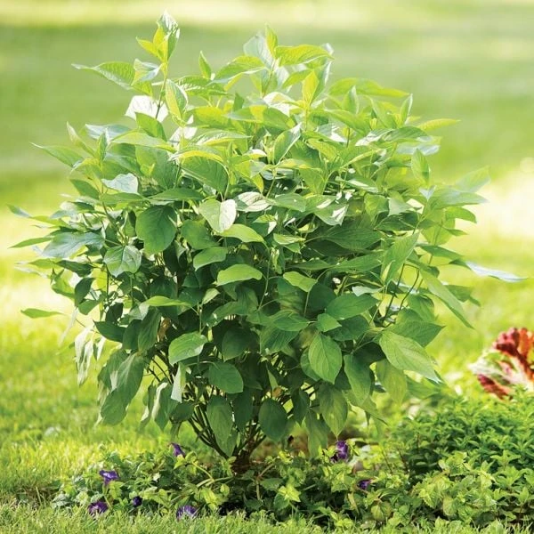 Cornus Stolonifera Arctic Fire® Red 3 Cornus Stolonifera Arctic Fire® Red