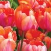 Tulip 'Apricot Impression' 2 Tulip 'Apricot Impression' -Garden Bloomy Shop x600 14171
