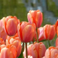 Tulip 'Apricot Impression' -Garden Bloomy Shop x600 14172