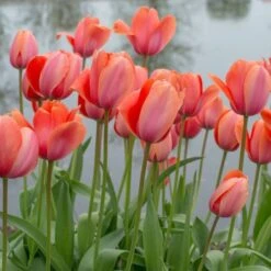 Tulip 'Apricot Impression' -Garden Bloomy Shop x600 14173