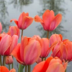 Tulip 'Apricot Impression' -Garden Bloomy Shop x600 14174