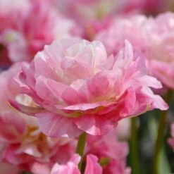 Tulip 'Double Sugar' -Garden Bloomy Shop x600 14242