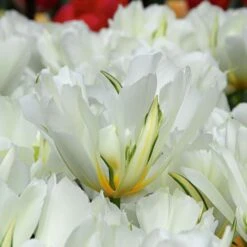 Tulip 'Exotic Emperor' 9 Tulip 'Exotic Emperor' -Garden Bloomy Shop x600 14249