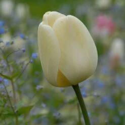Tulip 'Ivory Floradale' -Garden Bloomy Shop x600 14261