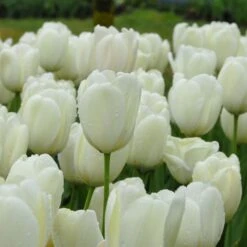 Tulip 'Ivory Floradale' -Garden Bloomy Shop x600 14262