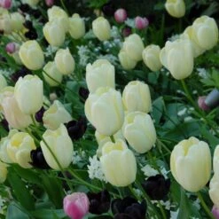 Tulip 'Ivory Floradale' -Garden Bloomy Shop x600 14263