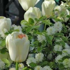 Tulip 'Ivory Floradale' -Garden Bloomy Shop x600 14264