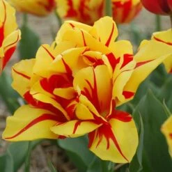 Tulip 'Monsella' 8 Tulip 'Monsella' -Garden Bloomy Shop x600 14284